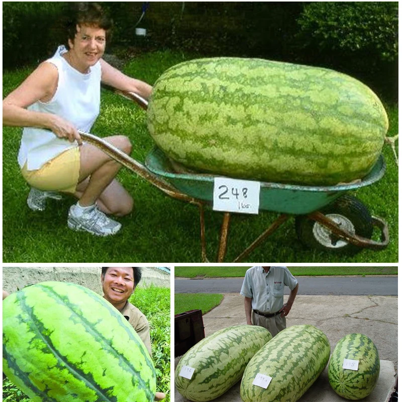 20Pcs Sweet Giant Watermelon Fruit Bonsai red meat Watermelon summer vegetable Plant For Home Garden
20Pcs Sweet Giant Watermelon Fruit Bonsai red meat Watermelon summer vegetable Plant For Home Garden