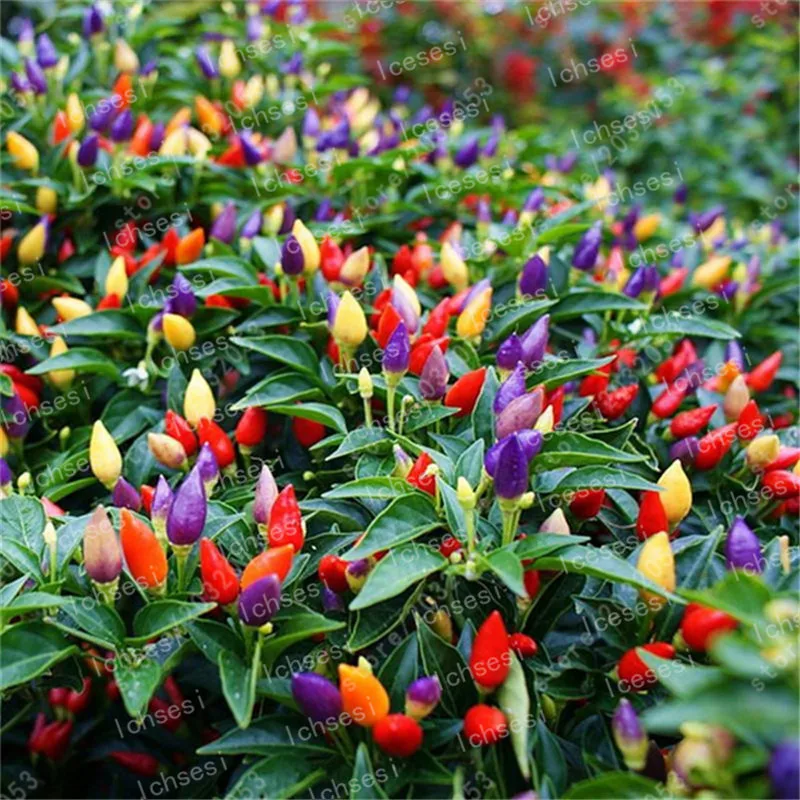 100 pcs Mixed Yellow Puple Red Green White Sweet Bell Hot Pepper chili bonsai Vegetables Paprika, Bonsai Plant for Home Garden
100 pcs Mixed Yellow Puple Red Green White Sweet Bell Hot Pepper chili bonsai Vegetables Paprika, Bonsai Plant for Home Garden