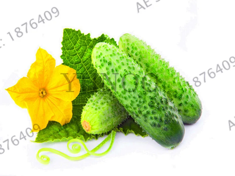 Time-Limit!!100 pcs/bag cucumber bonsai, Japan mini cucumber flores, organic heirloom plantas vegetables for home garden plant f
Time-Limit!!100 pcs/bag cucumber bonsai, Japan mini cucumber flores, organic heirloom plantas vegetables for home garden plant f