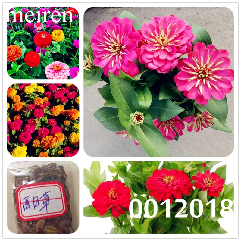 1000 pcs 100% Genuine Mixed Zinnia bonsais Seedss Pretty Pastel Colors Flower bonsai plant for home garden, flowers seedling
1000 pcs 100% Genuine Mixed Zinnia bonsais Seedss Pretty Pastel Colors Flower bonsai plant for home garden, flowers seedling