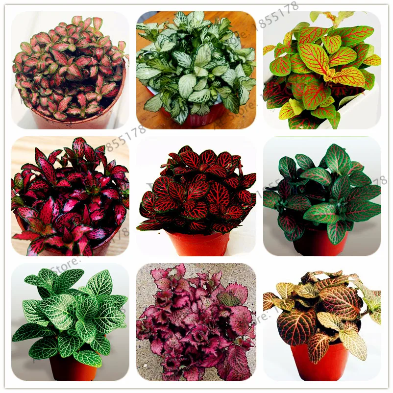 Fittonia verschaffeltii Bonsai Mini Easy Planting Balcony Fun Indoor Flower Pots Plantas Plants Planting Gardens,100pcs/bag
Fittonia verschaffeltii Bonsai Mini Easy Planting Balcony Fun Indoor Flower Pots Plantas Plants Planting Gardens,100pcs/bag