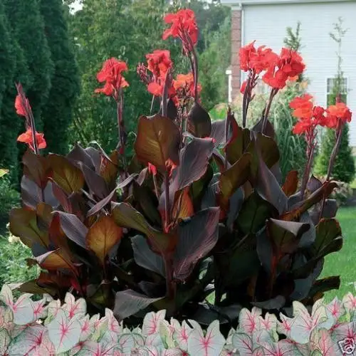 Small lawn tiller walmart tropical lawn nursery brisbane