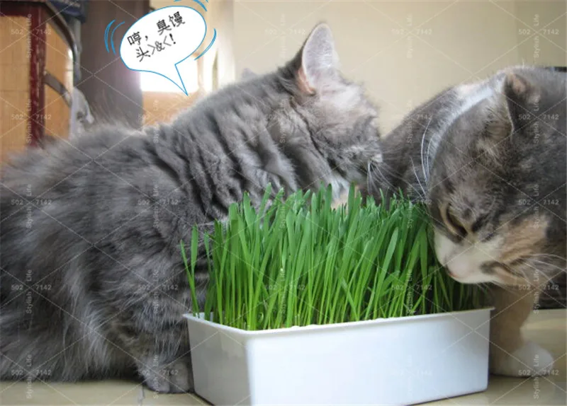 Big promotion 1000 Pcs Cat Grass Plant Herb Edible Lemongrass Kitchen Vegetable Bonsai Medicinal Use graines legumes potager
Big promotion 1000 Pcs Cat Grass Plant Herb Edible Lemongrass Kitchen Vegetable Bonsai Medicinal Use graines legumes potager