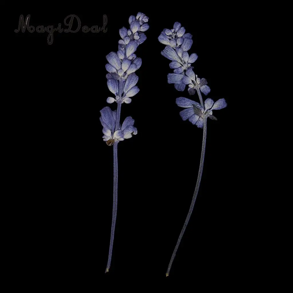 10pcs Beautiful Pressed Sage Flower Dried Flowers for Art Craft Scrapbooking Epoxy Resin Jewelry Making DIY Decorations