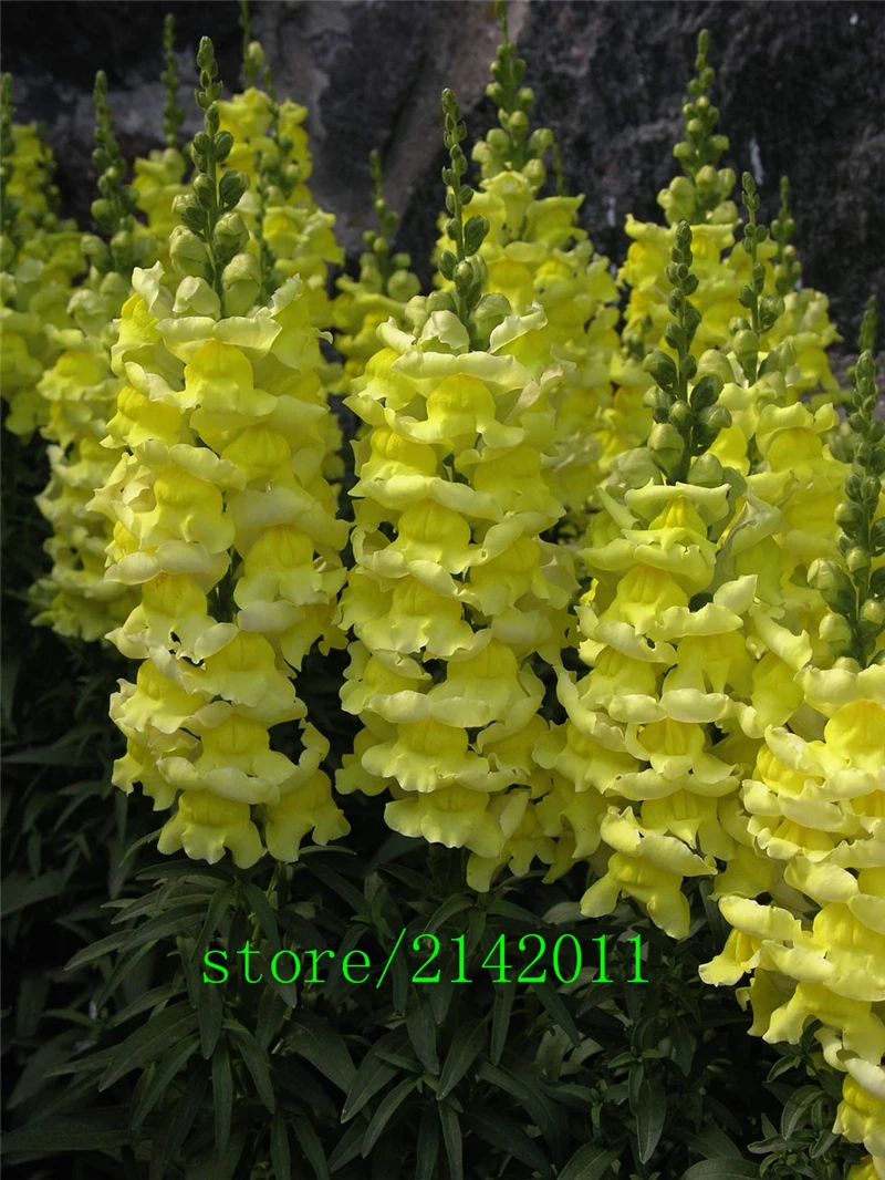 100 pcs/bag Snapdragon , (Anthirrhinum majus) ,bonsai snapdragon flower ,Natural growth for home garden
100 pcs/bag Snapdragon , (Anthirrhinum majus) ,bonsai snapdragon flower ,Natural growth for home garden