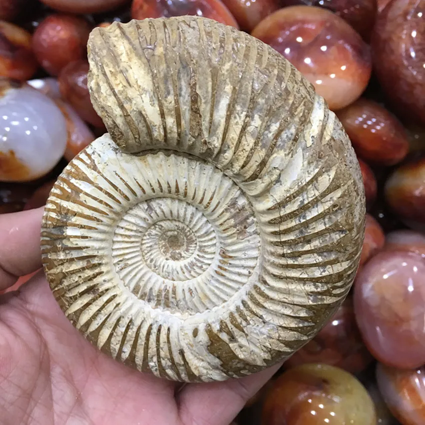 400-500g natural stone and minerals fossil specimen natural fossil from madagascar for home decoration fengshui wholesale price
400-500g natural stone and minerals fossil specimen natural fossil from madagascar for home decoration fengshui wholesale price