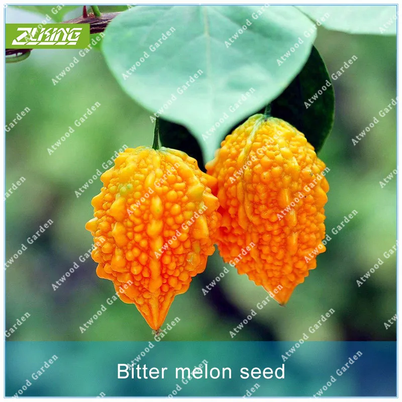 ZLKING 10PCS Momordica Vegetable Bitter Melon Bonsai Plants For Home Garden Fast Growing Flower
ZLKING 10PCS Momordica Vegetable Bitter Melon Bonsai Plants For Home Garden Fast Growing Flower