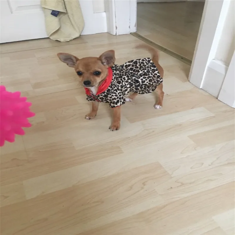 Winter Dog Clothes Cute Pet Dogs Leopard Costume Tops Puppy Cotton Hoodie Clothes Warm Dog Coats & Jackets Chihuahua Clothing
Winter Dog Clothes Cute Pet Dogs Leopard Costume Tops Puppy Cotton Hoodie Clothes Warm Dog Coats & Jackets Chihuahua Clothing