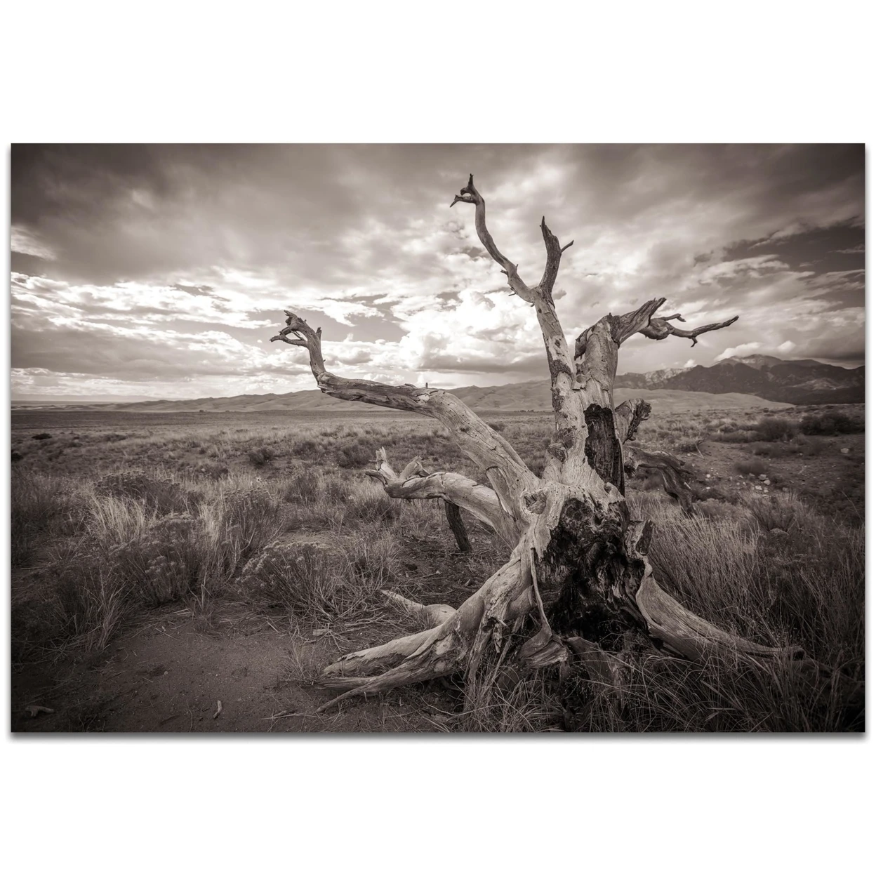 Knotty Valley by Meirav Levy - Film Noir Wall Art on Metal