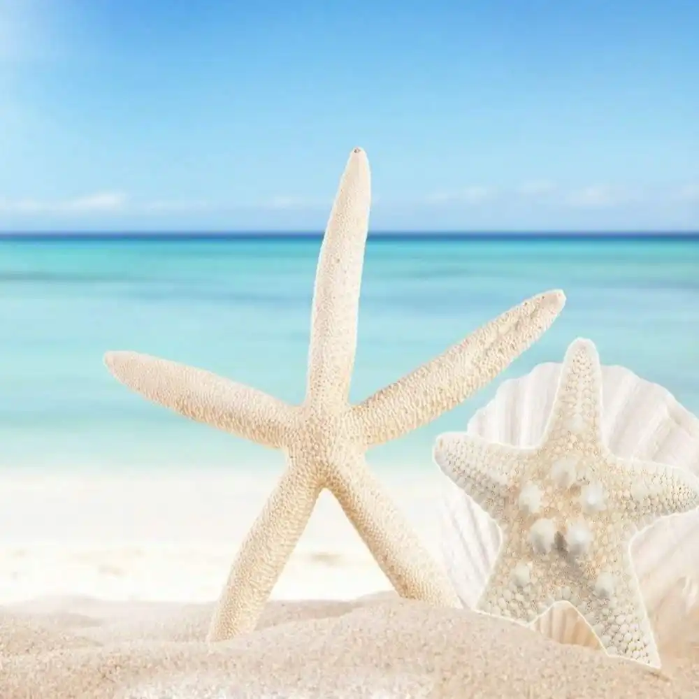 2pc Starfish Ocean Beach Starfish For Wedding Decor Beach Theme Party Home Decorations Diy Crafts Fish Tank Aliexpress