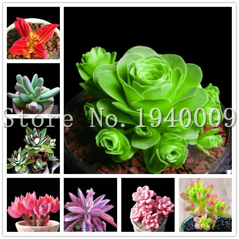 100 pcs Mix Lithops flores Living Stones Succulent Bonsai Indoor Plants Rare Succulents Plante Home Garden Diy For Bonsai Gift
100 pcs Mix Lithops flores Living Stones Succulent Bonsai Indoor Plants Rare Succulents Plante Home Garden Diy For Bonsai Gift