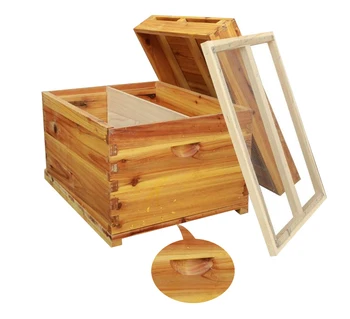 Bee Bee Box Full Beekeeping Tool Special Standard Fir Bee Boiled Wax Beehive Bee Box
Bee Bee Box Full Beekeeping Tool Special Standard Fir Bee Boiled Wax Beehive Bee Box