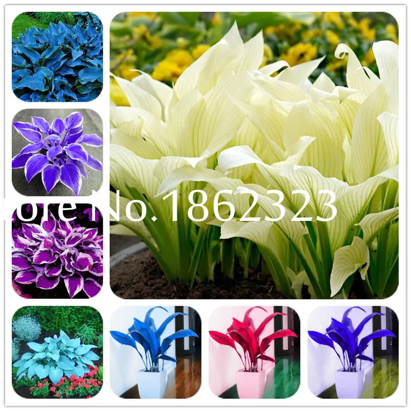 100pcs Hosta Bonsai Perennial Plantain Lily Flower Grass Ornamental Plants for home garden Ground Cover Plant Ground Cover Plant
100pcs Hosta Bonsai Perennial Plantain Lily Flower Grass Ornamental Plants for home garden Ground Cover Plant Ground Cover Plant