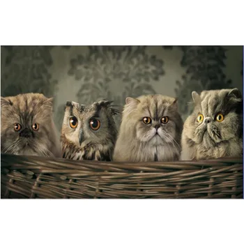 2016 5D Diy colorido diamante pintura ponto cruz bordado cheio de diamantes europa decoracao casa broca quadrado animal W307
2016 5D Diy colorido diamante pintura ponto cruz bordado cheio de diamantes europa decoracao casa broca quadrado animal W307