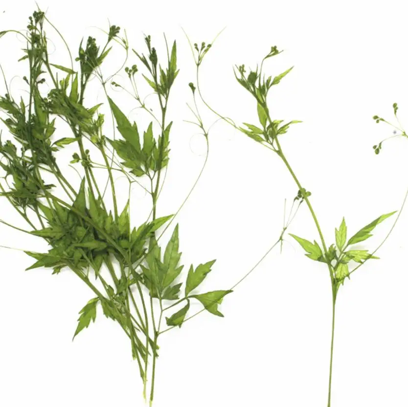 120pcs Pressed Dried Cardiospermum halicacabum L. Flower Plants Herbarium For Jewelry Making Postcard Frame Phone Case Craft DIY
120pcs Pressed Dried Cardiospermum halicacabum L. Flower Plants Herbarium For Jewelry Making Postcard Frame Phone Case Craft DIY