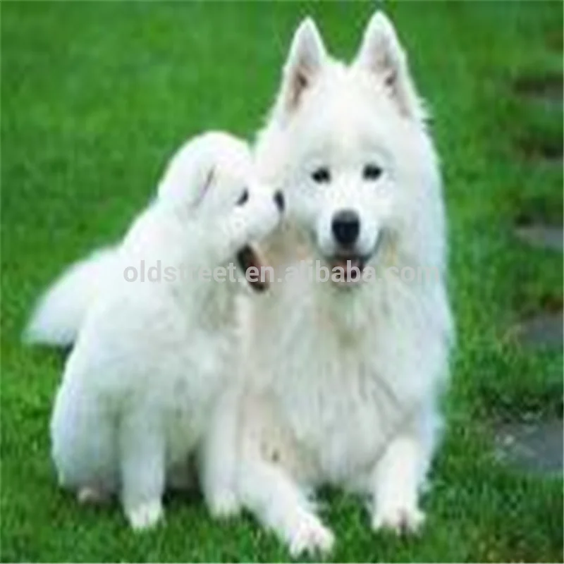 LaoJieYuan DIY diamond painting dogs handmade crystals embroidery craft supplier home decoration accessories 5d diamond painting
LaoJieYuan DIY diamond painting dogs handmade crystals embroidery craft supplier home decoration accessories 5d diamond painting