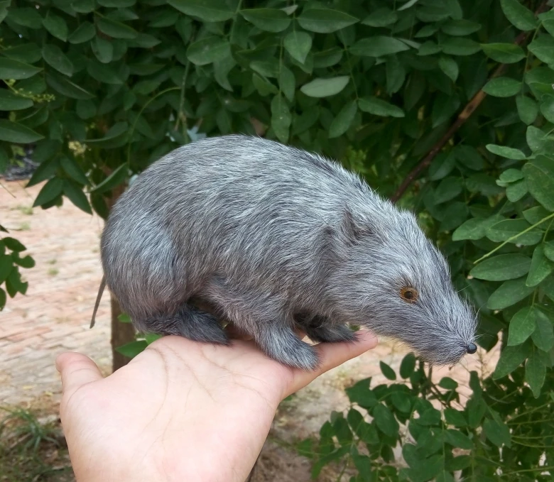 about 20CM simulation gray mouse model, polyethylene&furs handicraft Figurines funny toy a2745
about 20CM simulation gray mouse model, polyethylene&furs handicraft Figurines funny toy a2745