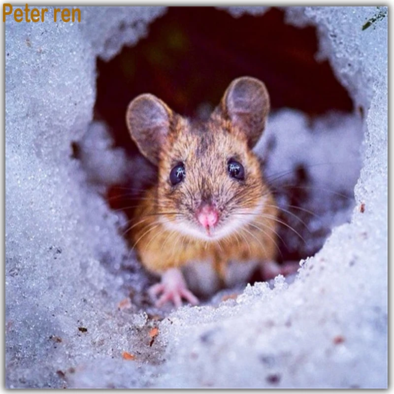 Peter ren Diamond painting cross stitch Paintings from diamonds full mosaic Rhinestone Beaded embroidery Ice and Snow Mouse Cav
Peter ren Diamond painting cross stitch Paintings from diamonds full mosaic Rhinestone Beaded embroidery Ice and Snow Mouse Cav