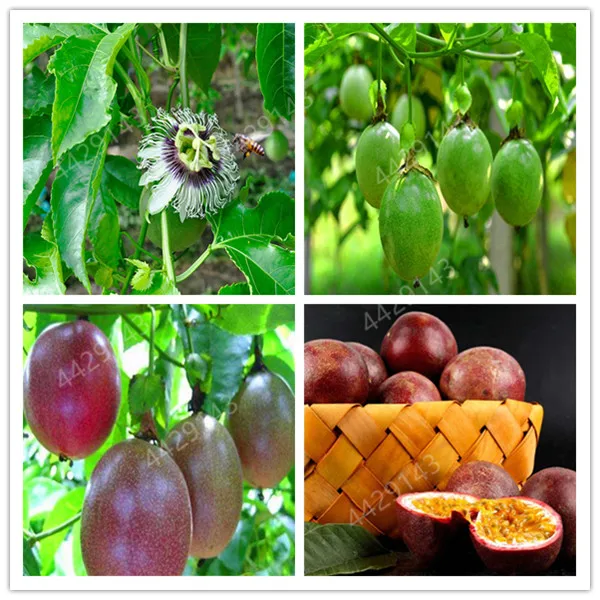 100 Pcs/ bag Exotic Passion Flower Vine Fruit Passiflora Bonsai Plant Plantas DIY Home Garden Rare Organic Tropical Edible Fruta
100 Pcs/ bag Exotic Passion Flower Vine Fruit Passiflora Bonsai Plant Plantas DIY Home Garden Rare Organic Tropical Edible Fruta