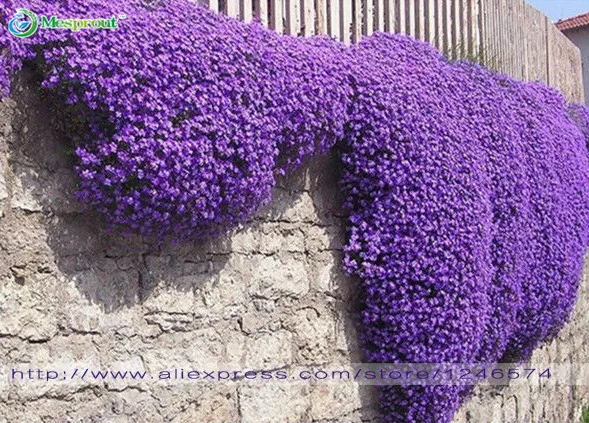 100 Pcs Aubrieta Cascade Purple Flower Bonsai,Rock Cress Plants Superb Perennial Ground Cover For Home Garden Balcony Windowsill
100 Pcs Aubrieta Cascade Purple Flower Bonsai,Rock Cress Plants Superb Perennial Ground Cover For Home Garden Balcony Windowsill