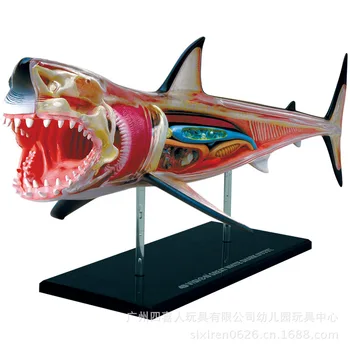

Transparent 4D Puzzle Assembling Animal Model Shark Anatomy Assembled Model with Bone and Organ 13.5cm*7cm*13cm Free Shipping