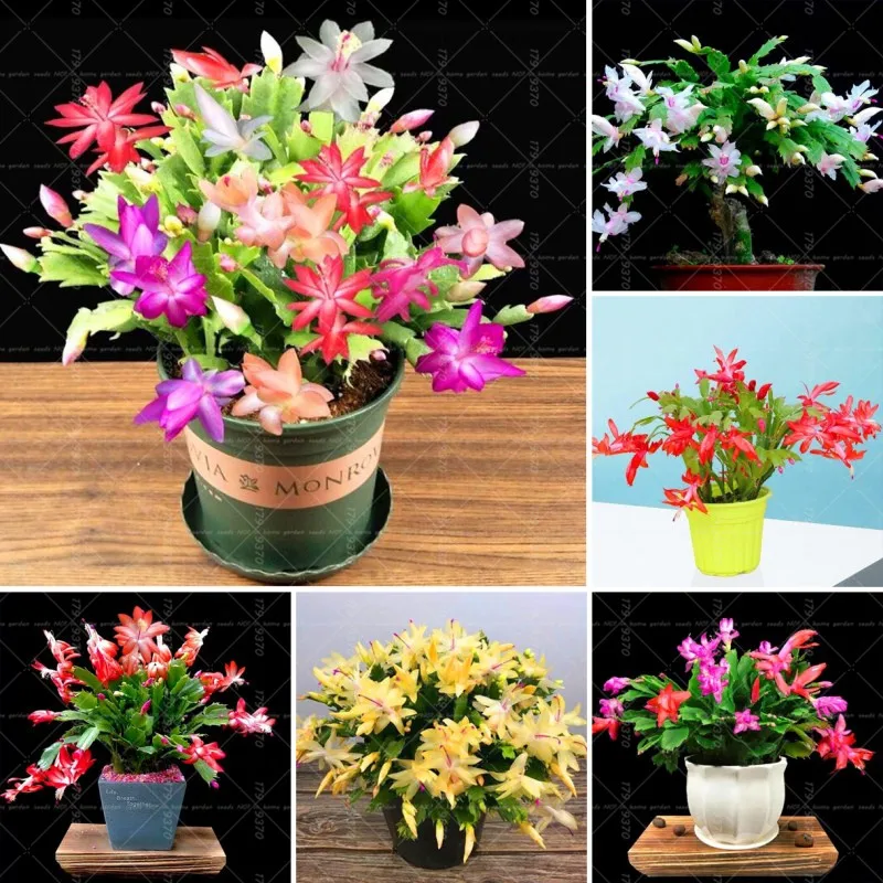 100pcs Schlumlergera bonsai plants Succulents flower Christmas cactus bonsai perennial indoor flowering garden potted plants
100pcs Schlumlergera bonsai plants Succulents flower Christmas cactus bonsai perennial indoor flowering garden potted plants