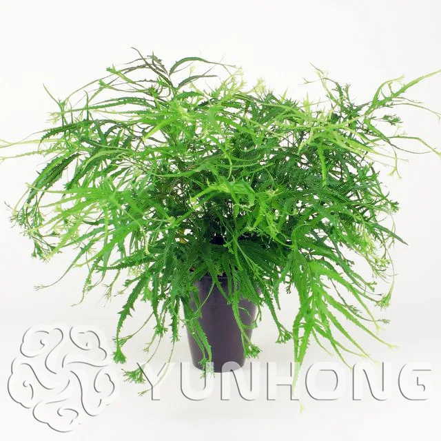 30 Bonsai/pack foliage plant Bonsai Pteris Cretica Linn sementes bamboo palm, Garden Foliage for bonsai Bonsai Free Shipping
30 Bonsai/pack foliage plant Bonsai Pteris Cretica Linn sementes bamboo palm, Garden Foliage for bonsai Bonsai Free Shipping