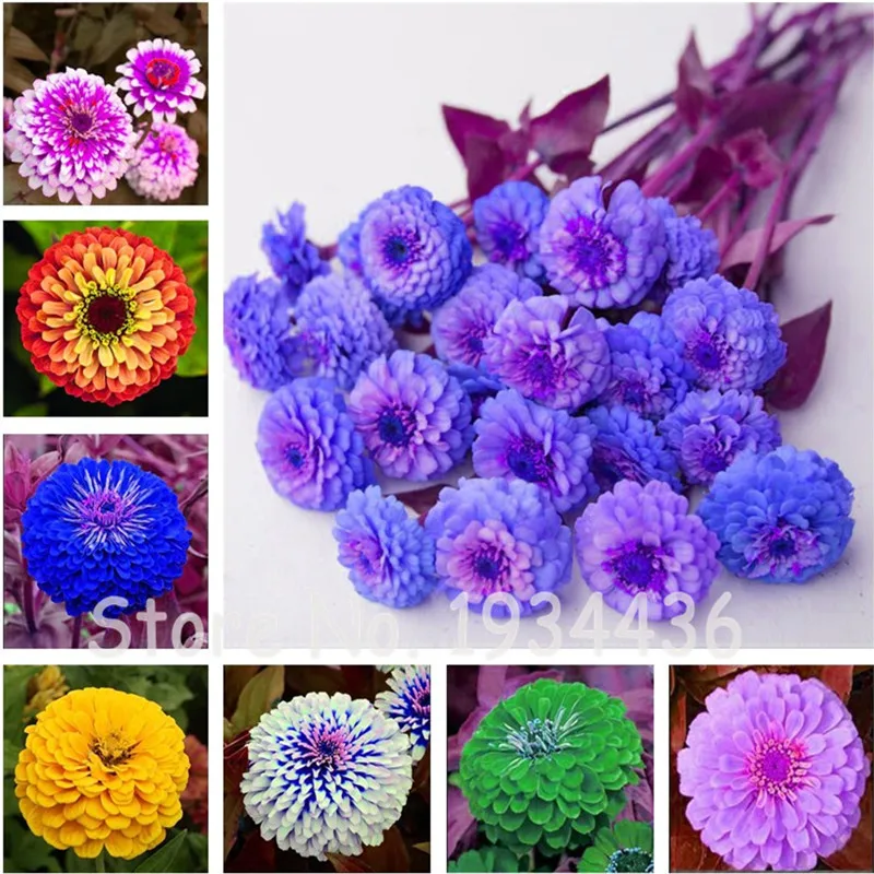 Promotion! 100 Pcs Exotic Zinnia 100% Genuine Pretty Pastel Mixed Flower Perennial Spring Flowering Plants Home Garden Potted
Promotion! 100 Pcs Exotic Zinnia 100% Genuine Pretty Pastel Mixed Flower Perennial Spring Flowering Plants Home Garden Potted