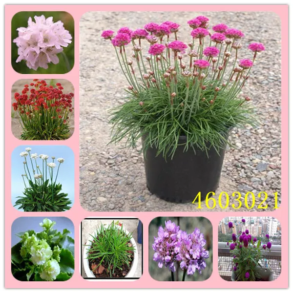 50pcs/lot Armeria maritima (Mixed) Sea Pink Hardy Perennial ThriftnFlower Samen Seagrass home garden Free Shipping
50pcs/lot Armeria maritima (Mixed) Sea Pink Hardy Perennial ThriftnFlower Samen Seagrass home garden Free Shipping