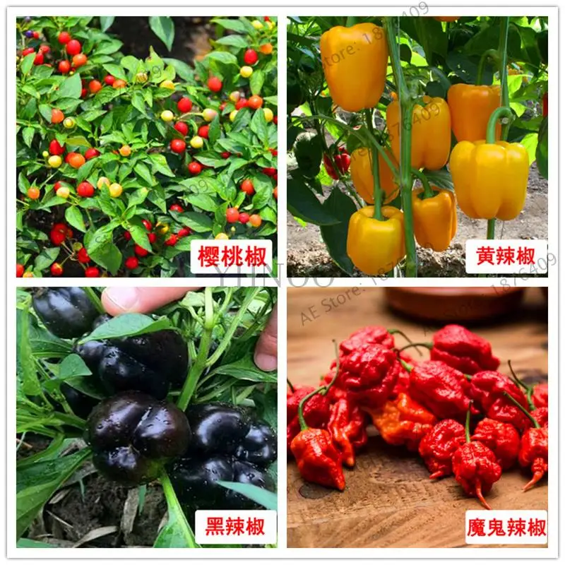 100 Pcs Bonsai Delicious Vegetable Cucumber Eggplant Hot Pepper chili Fast Growing Fofr Home*Garden
100 Pcs Bonsai Delicious Vegetable Cucumber Eggplant Hot Pepper chili Fast Growing Fofr Home*Garden