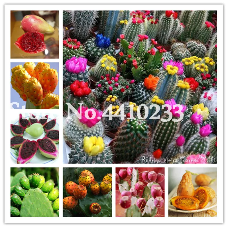 Sale! 200pcs Rare Cactus Plants Japanese Best-Selling Succulents Plants Flower Sementes Bonsai Beautiful Indoor Flowers Pots
Sale! 200pcs Rare Cactus Plants Japanese Best-Selling Succulents Plants Flower Sementes Bonsai Beautiful Indoor Flowers Pots