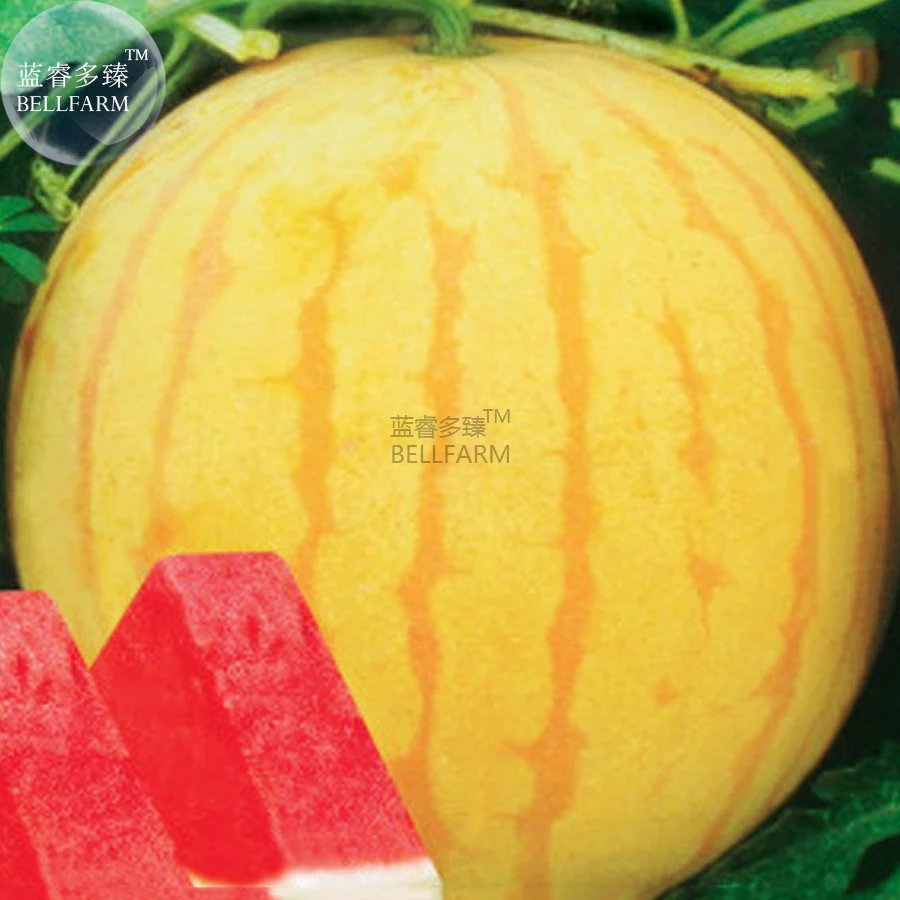 BELLFARM Heirloom Yellow Skin Red Seedless Watermelon Seeds, Professional Pack, 5 Seeds, 13% Sugar Sweet Juicy E3412