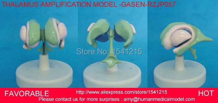 BRAIN VENTRICLE AND BASAL MODEL,VENTRICLE,BASAL GANGLIA ,AMYGDALA,THALAMUS MODEL MEDICAL SCIENCE TEACHING SUPPLIES GASEN-RZJP057
BRAIN VENTRICLE AND BASAL MODEL,VENTRICLE,BASAL GANGLIA ,AMYGDALA,THALAMUS MODEL MEDICAL SCIENCE TEACHING SUPPLIES GASEN-RZJP057