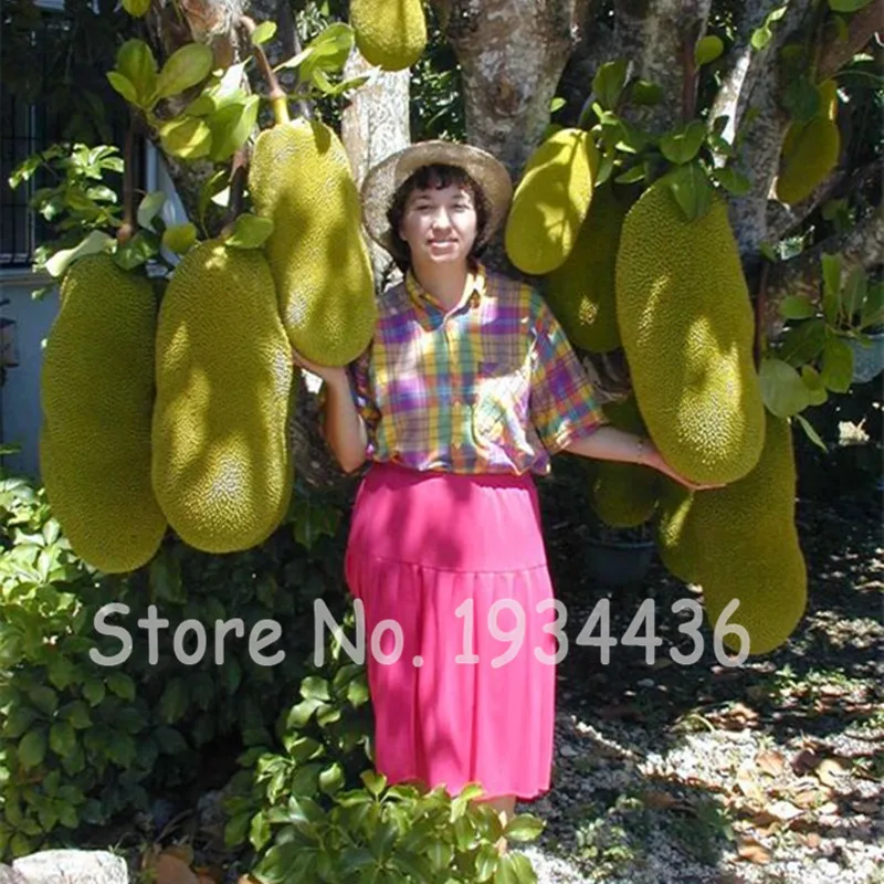 20 Pcs Japan Non-Gmo Organic Fruit Big Jackfruit Bonsai Giant Tree Plants Novelty Bonsai Pot Flowering Plant Free Shipping
20 Pcs Japan Non-Gmo Organic Fruit Big Jackfruit Bonsai Giant Tree Plants Novelty Bonsai Pot Flowering Plant Free Shipping