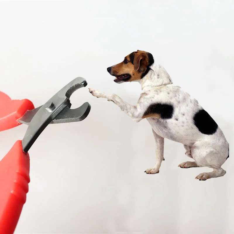 1Pc Random Color Stainless Steel Pet Nail Scissors Trimmer Scissor Tools Toe Claw Edge Cutter For Dogs Cats
1Pc Random Color Stainless Steel Pet Nail Scissors Trimmer Scissor Tools Toe Claw Edge Cutter For Dogs Cats