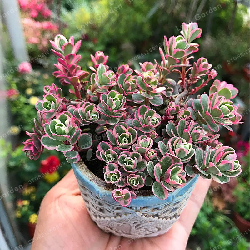 100 Pcs Phedimus Spurius Bonsai Succulents Bonsai Plants Bonsai For Home Garden Easy To Grow Beautiful Plants
100 Pcs Phedimus Spurius Bonsai Succulents Bonsai Plants Bonsai For Home Garden Easy To Grow Beautiful Plants