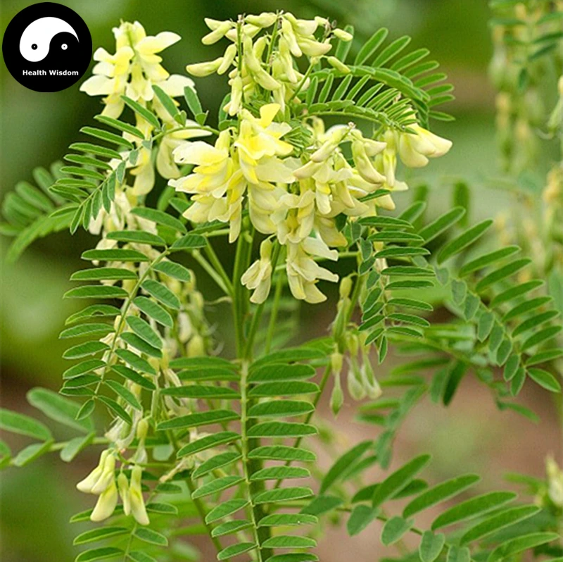 Buy Real Astragalus Semente 100pcs Plant Medicinal Herbal Radix Astragali For Huang Qi
Buy Real Astragalus Semente 100pcs Plant Medicinal Herbal Radix Astragali For Huang Qi