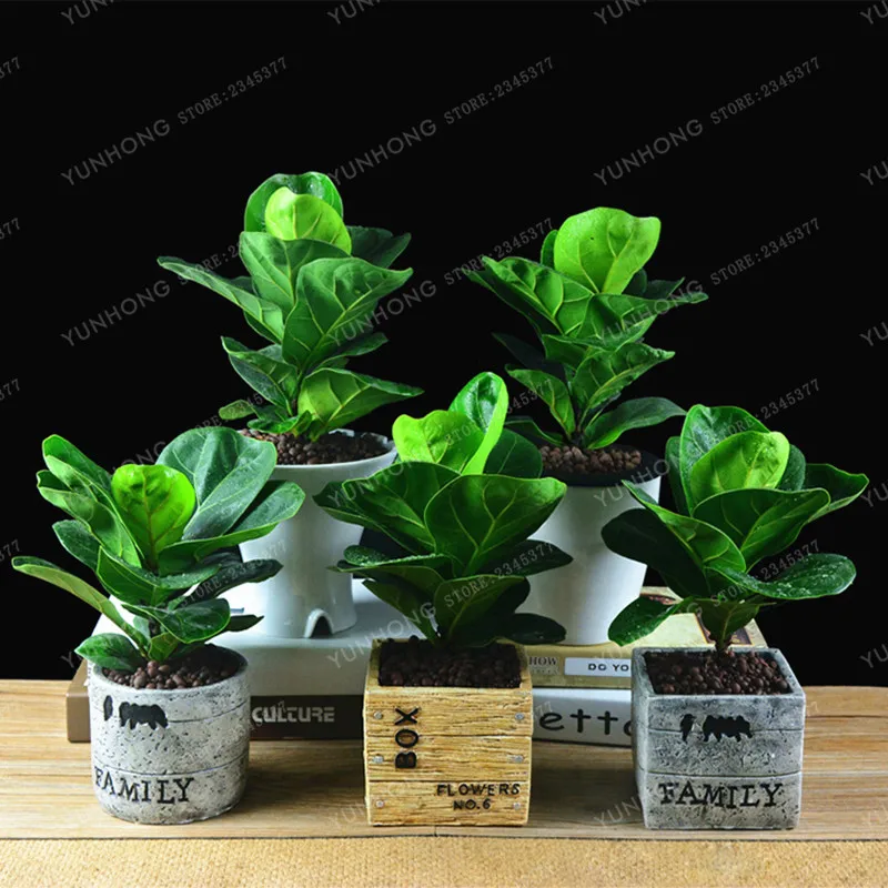 5 Pcs Ficus Pandurata Bonsai Potted Bonsai Flower Bonsai Variety Complete the Budding Rate 95% Perennial Garden
5 Pcs Ficus Pandurata Bonsai Potted Bonsai Flower Bonsai Variety Complete the Budding Rate 95% Perennial Garden