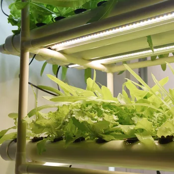 COMOBO 36W Aluminum Body 72W LED Plant Growing Lamp Hydrponic led LED Plant full spectrum grow light led flower vegetables
COMOBO 36W Aluminum Body 72W LED Plant Growing Lamp Hydrponic led LED Plant full spectrum grow light led flower vegetables