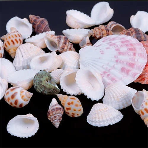 DIY Arts Crafts Sewing Handcrafts Approx 100g Beach Mixed SeaShells Mix Sea Shells Shell Craft
DIY Arts Crafts Sewing Handcrafts Approx 100g Beach Mixed SeaShells Mix Sea Shells Shell Craft