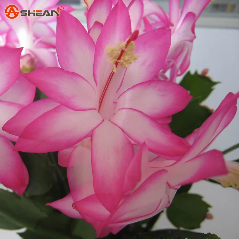 Balcony Potted Flowers Chinese Rosy Schlumbergera bonsais Rare Flower bonsai Multi-colored Choose 100 Pieces / Lot
Balcony Potted Flowers Chinese Rosy Schlumbergera bonsais Rare Flower bonsai Multi-colored Choose 100 Pieces / Lot