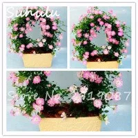 Big-Promotion-200-particles-Purple-Lilac-Seeds-Rare-beautiful-flowers-potted-plant-diy-home-garden-palnting.jpg_200x200