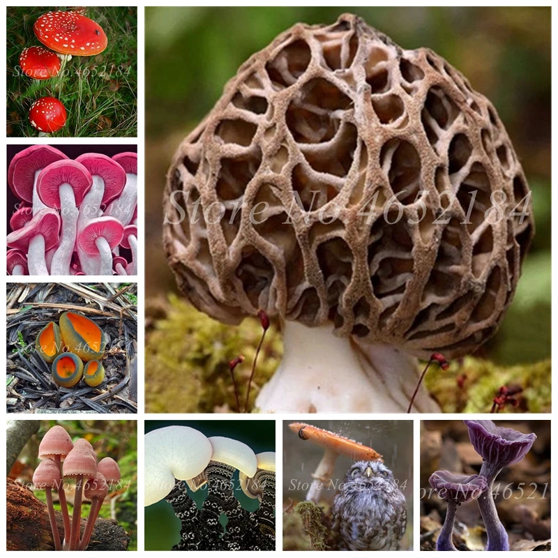 Hot sales! 500 pcs/ bag Mushroom Bonsai Funny Succulent Plant Amazing Edible Health Vegetable For Flower Pot Decor Free Shipping
Hot sales! 500 pcs/ bag Mushroom Bonsai Funny Succulent Plant Amazing Edible Health Vegetable For Flower Pot Decor Free Shipping