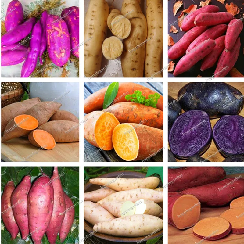 100 pcs/bag sweet potato flores Vegetables plantas fresh food Fruit And Vegetable Garden Supplies bonsai plant for home garden
100 pcs/bag sweet potato flores Vegetables plantas fresh food Fruit And Vegetable Garden Supplies bonsai plant for home garden