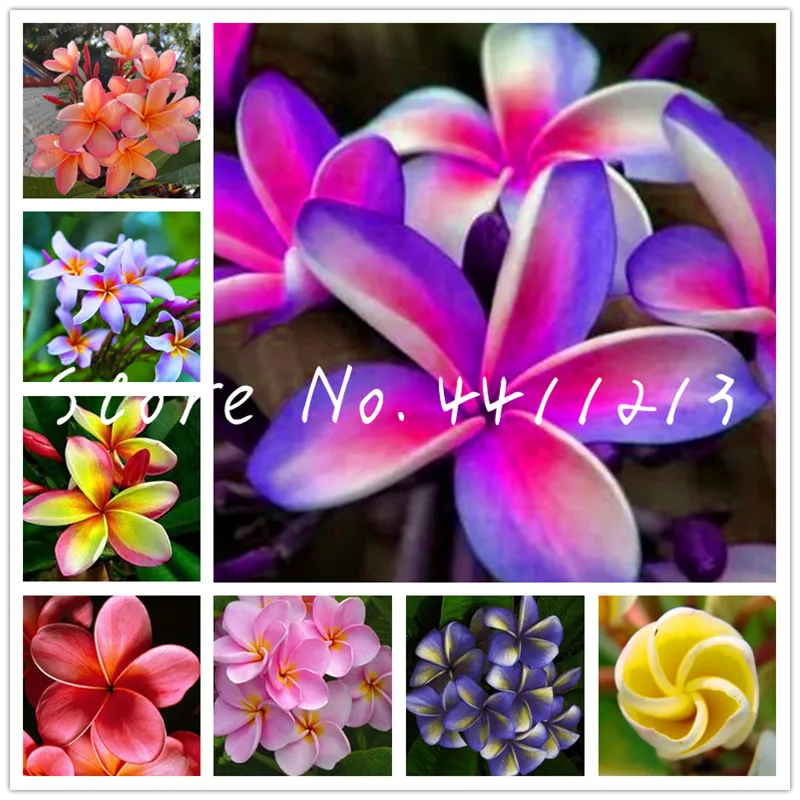 100 pcs/bag Garden Plumeria Bonsai Frangipani Mixed Color EggFlower Rubra Decor Romance Potted Plant DIY Home Pot Planting
100 pcs/bag Garden Plumeria Bonsai Frangipani Mixed Color EggFlower Rubra Decor Romance Potted Plant DIY Home Pot Planting