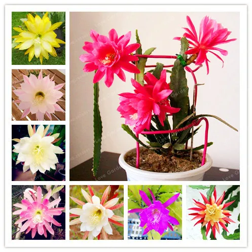 100 Pieces/Bag Nopalxochia Bonsai Orchid Cactus Plant Potted Lotus Bonsai Variety Complete Easy To Plant Water Lily Bonsai
100 Pieces/Bag Nopalxochia Bonsai Orchid Cactus Plant Potted Lotus Bonsai Variety Complete Easy To Plant Water Lily Bonsai