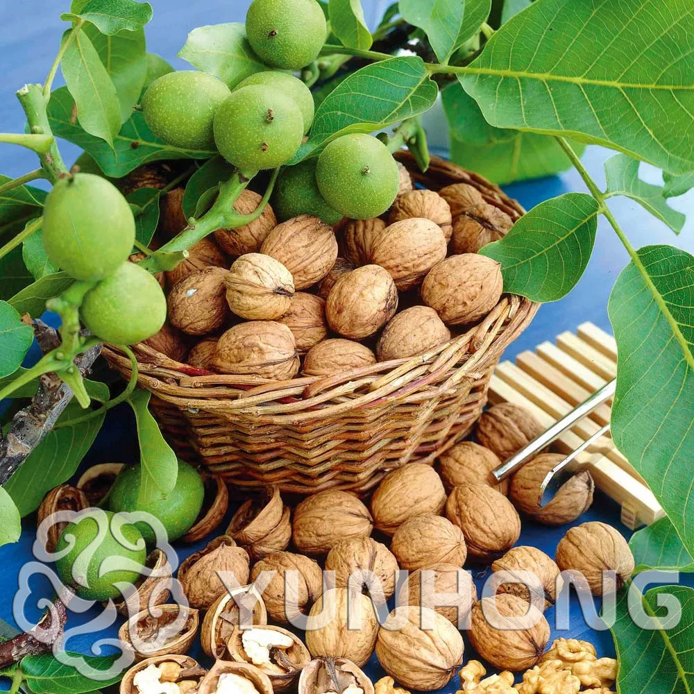 1PCS Juglandaceae Juglans Regia Bonsai Deciduous Tree Persian Common Walnut Bonsai New Guinea Walnut Evergreen Tree Family
1PCS Juglandaceae Juglans Regia Bonsai Deciduous Tree Persian Common Walnut Bonsai New Guinea Walnut Evergreen Tree Family