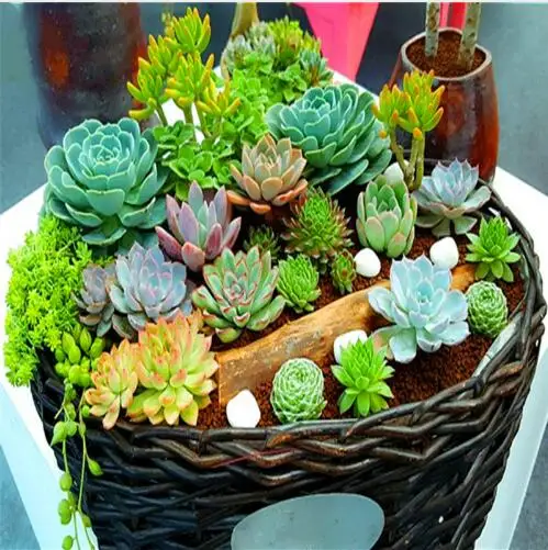 Free shipping 100pcs Mini Cactus plant Mixed Succulent Flower bonsais of garden flowers Rare plants
Free shipping 100pcs Mini Cactus plant Mixed Succulent Flower bonsais of garden flowers Rare plants