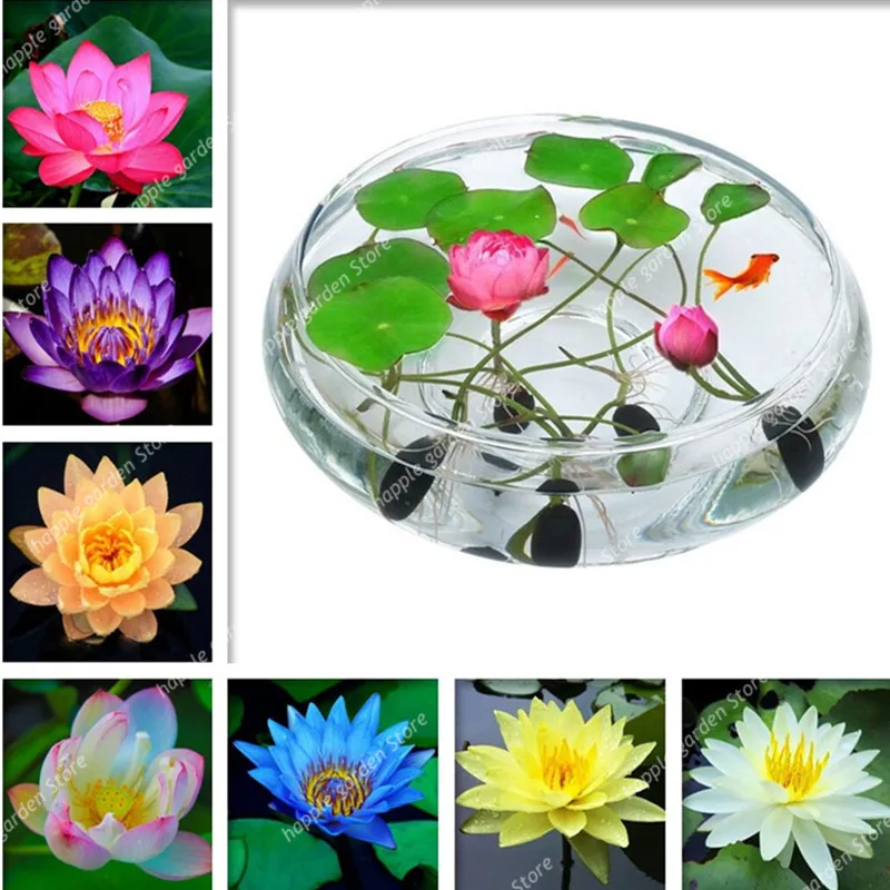 5 pcs Japan bowl lotus flower Exotic Water Lily Aquatic Hydroponic Plants,Rare flower bonsai Plant for Home Garden DIY planta
5 pcs Japan bowl lotus flower Exotic Water Lily Aquatic Hydroponic Plants,Rare flower bonsai Plant for Home Garden DIY planta