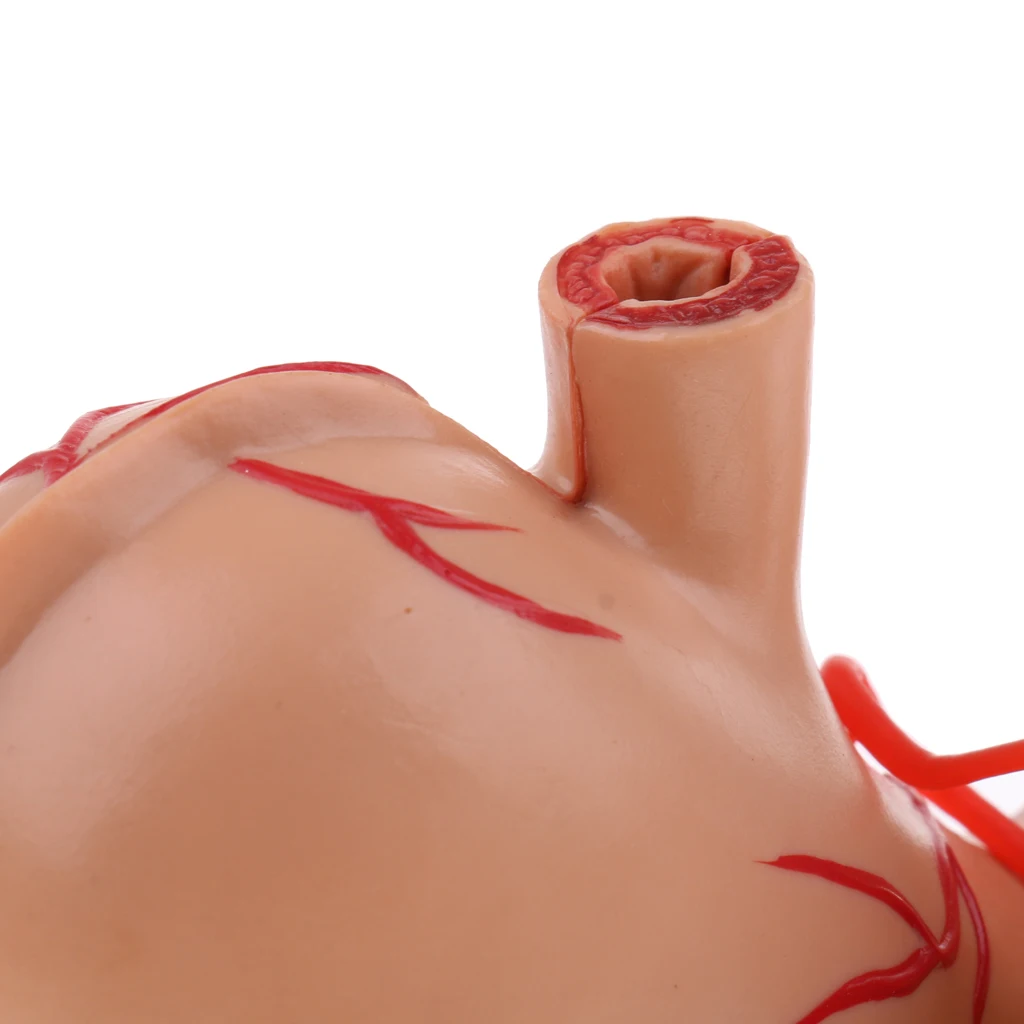 Anatomical Human Stomach & Pancreas Organs Science Anatomy Model Learning Resource Student School Supplies